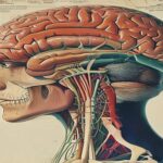 ナルコレプシーの新事実:UCLAが解明した「脳の覚醒システム」変性と30代からの神経保護 anatomical-illustration-of-human-brain-showing-locus-coeruleus-and-hypothalamus.jpg