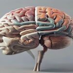 conceptual-3d-render-of-human-brain-lateralization-and-evolution.jpg