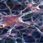 realistic-microscopic-view-of-neuron-cytoskeleton-acting-as-protective-barrier.jpg