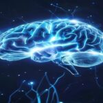 Nature誌が解明した「心の防衛本能」:外側中隔核(LS)を整え、睡眠と美肌を取り戻す科学 serene-human-brain-neural-network-glowing-in-soft-blue-light.jpg